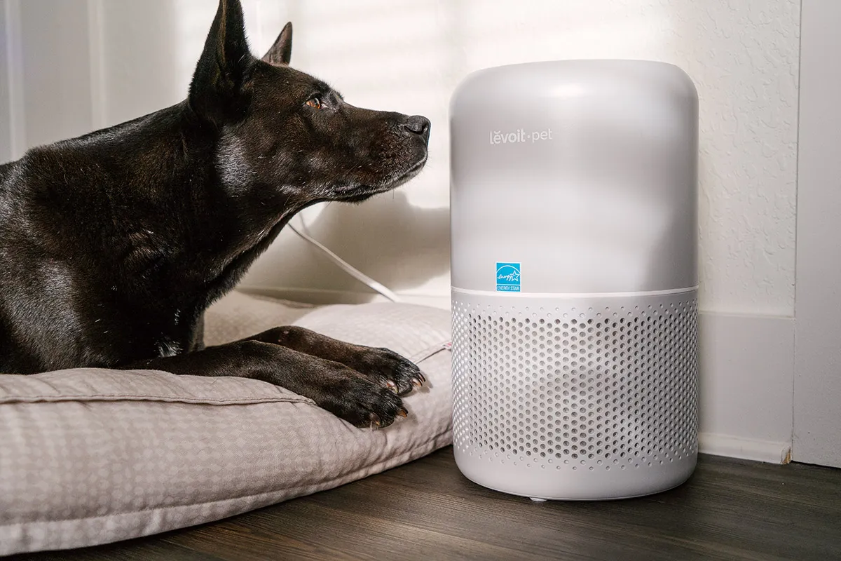 Breathe Easy: Finding the Best Large Room Air Purifier for Your Home